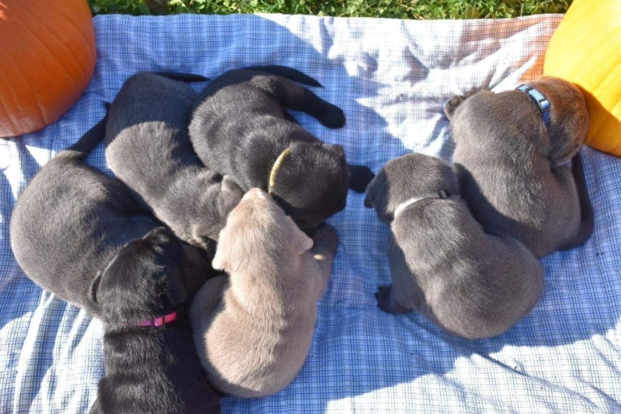 Adjustable Litter Collars Pups